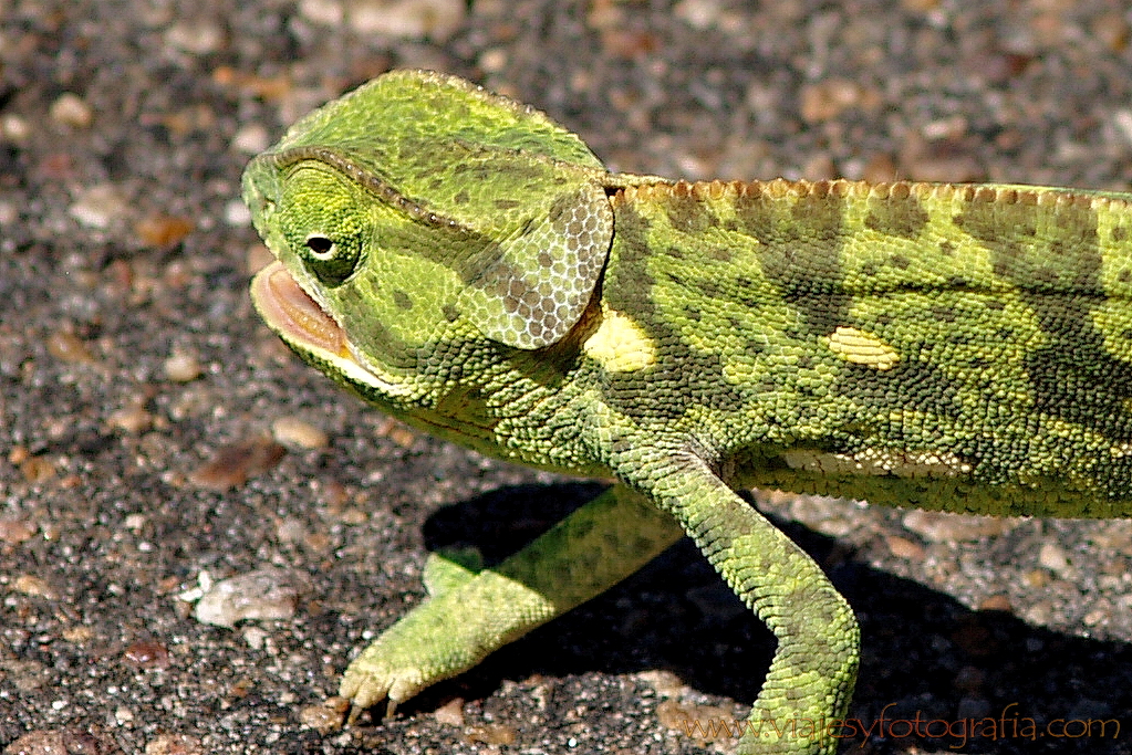 Kruger , piel de camaleón