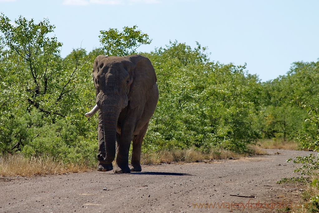 Kruger elefante solitario