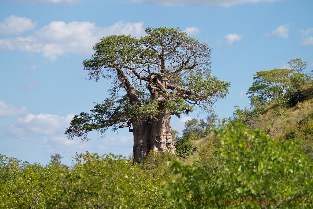 Kruger baobab