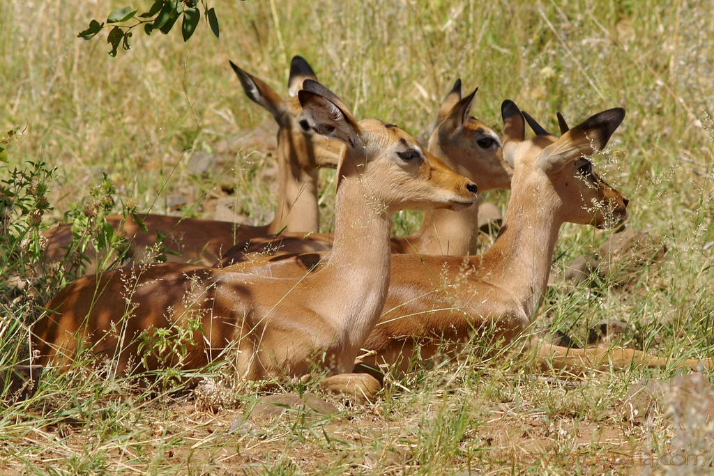 Kruger impalas