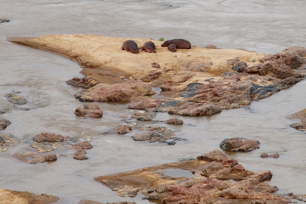 Kruger Olifants