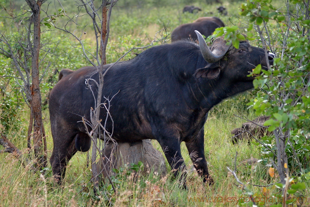 Kruger búfalo