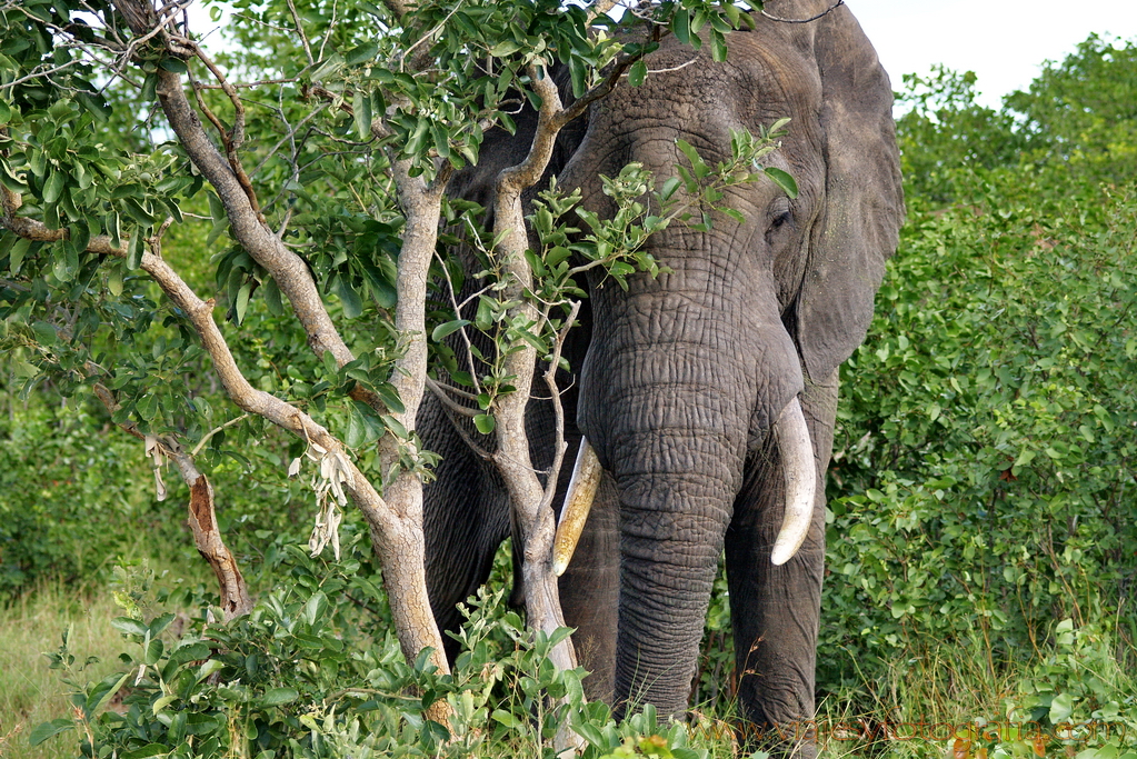 Kruger elefante