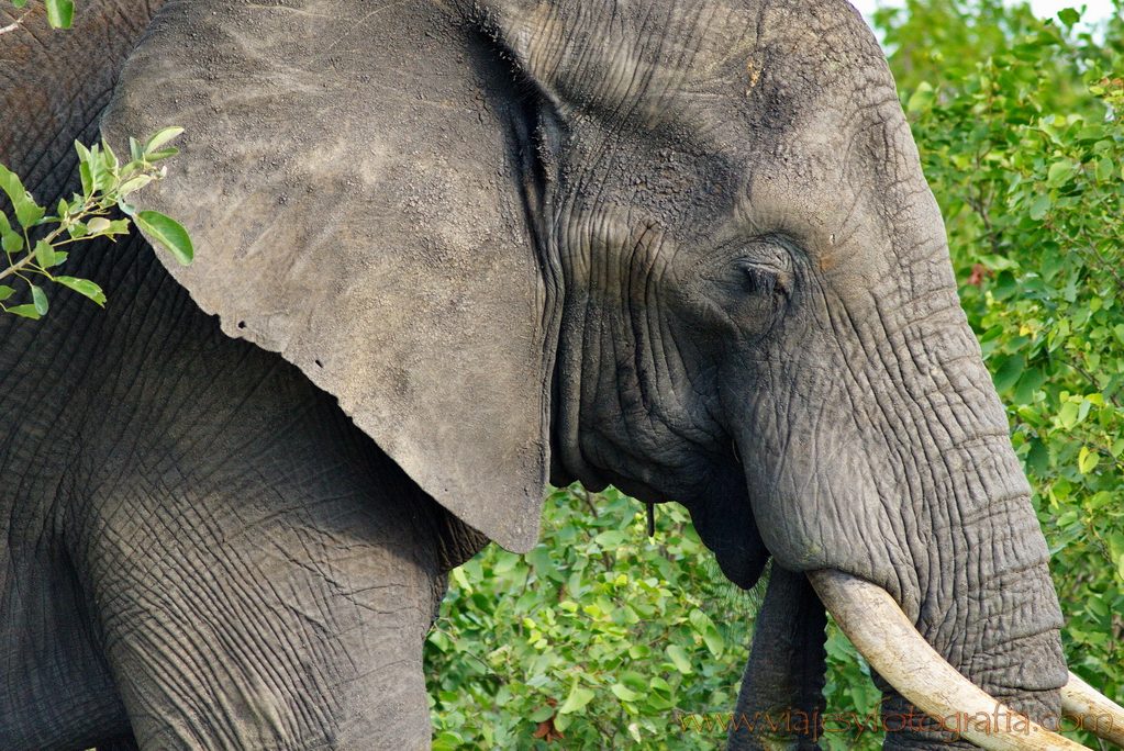 Kruger primer plano de elefante