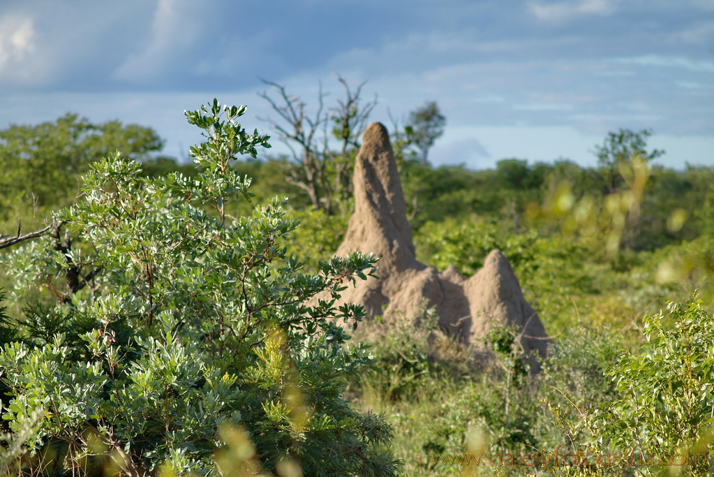 Kruger termitero