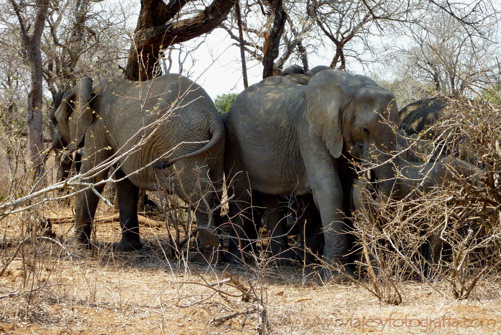 Kruger elefantes bajo las sombras