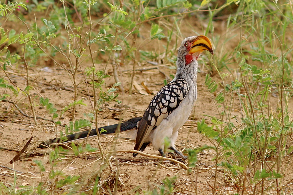 Kruger hornbill de pico amarillo