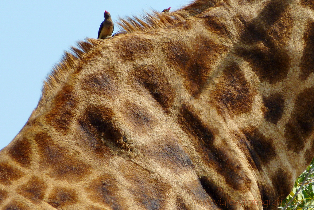 Kruger piel de jirafa