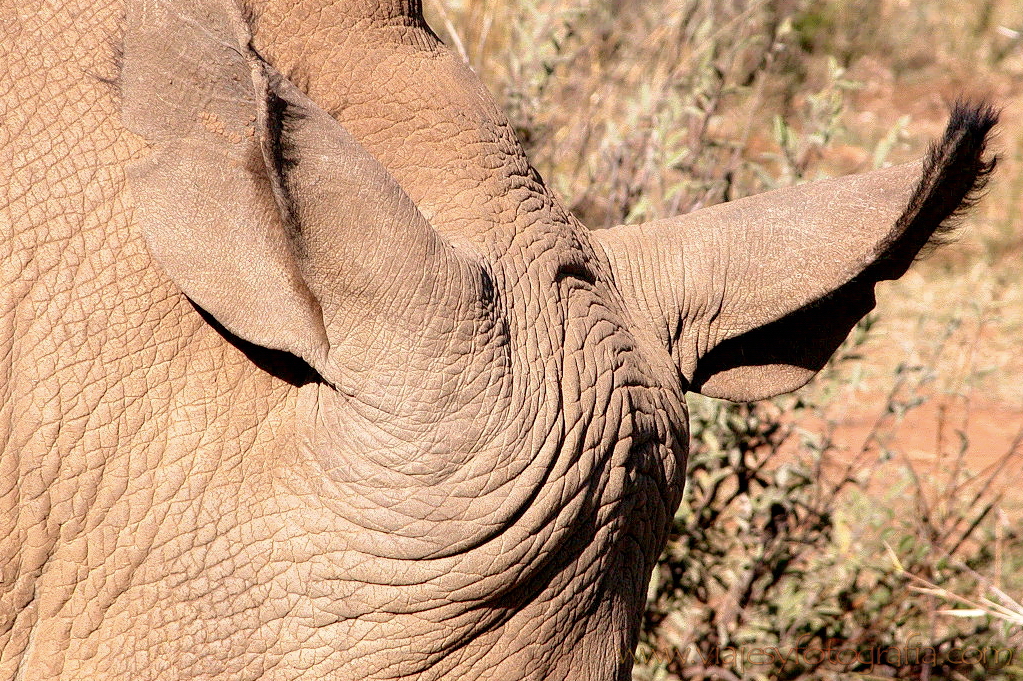 Kruger piel de rinoceronte