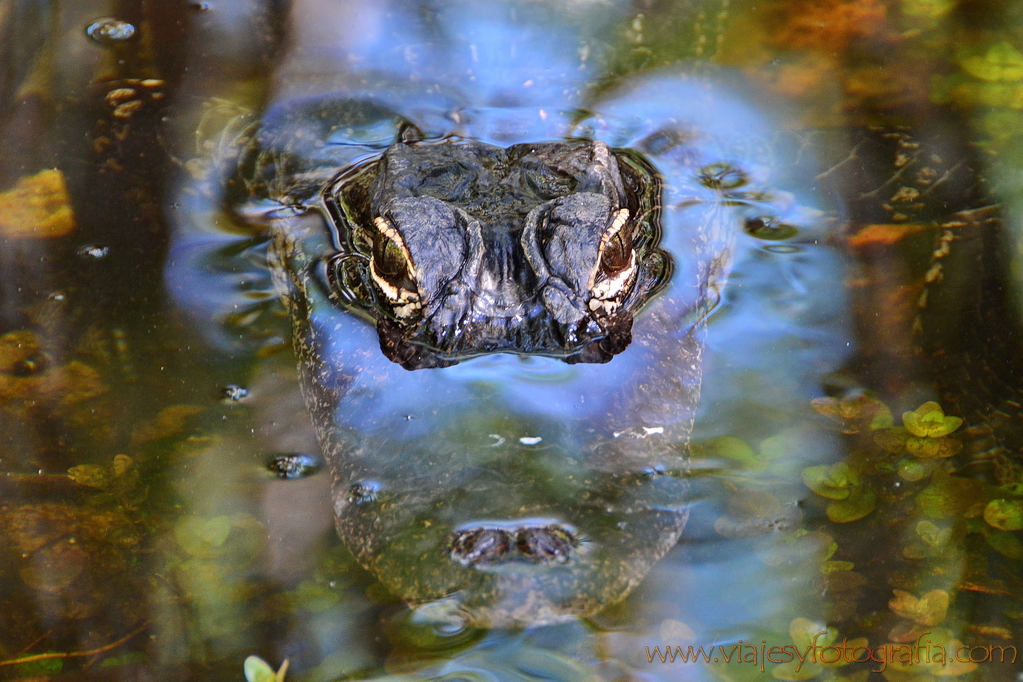 Naturaleza salvaje