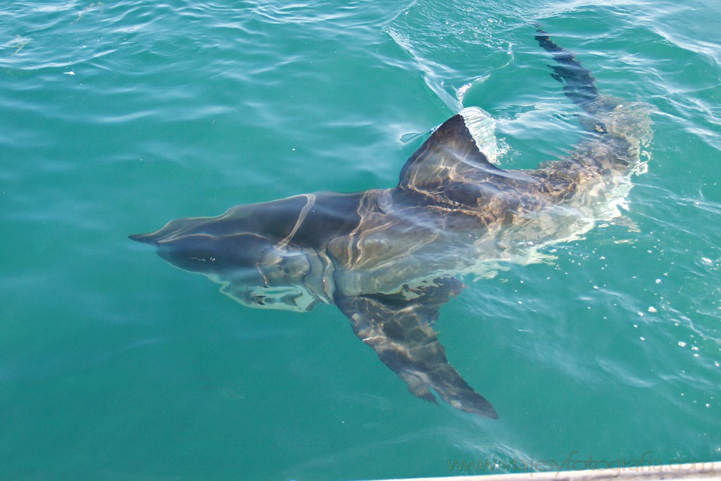 tiburón blanco