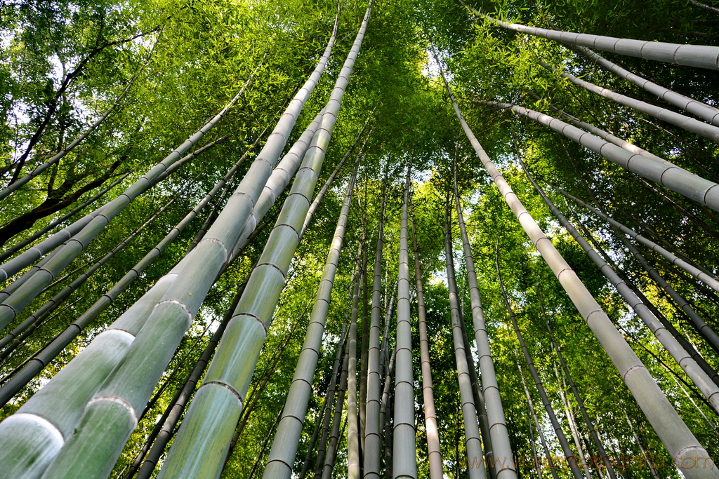 Arashiyama bosque de bambú 1