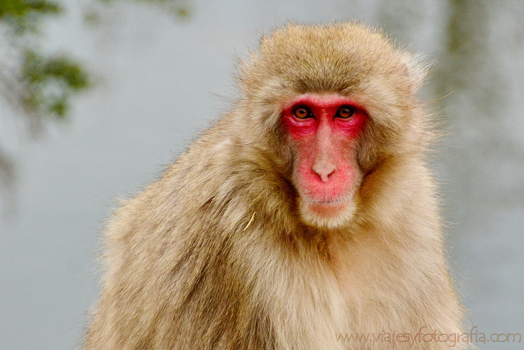 Arashiyama macaco