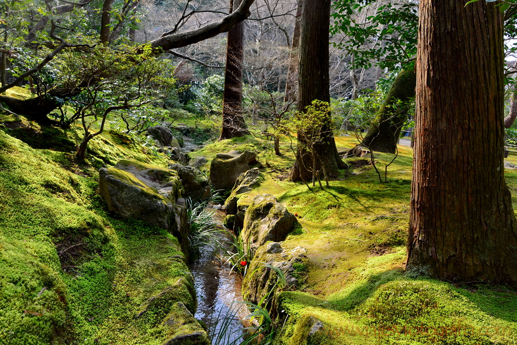 Kyoto Ginkakuji 5