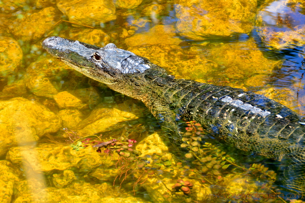 everglades-caiman-9