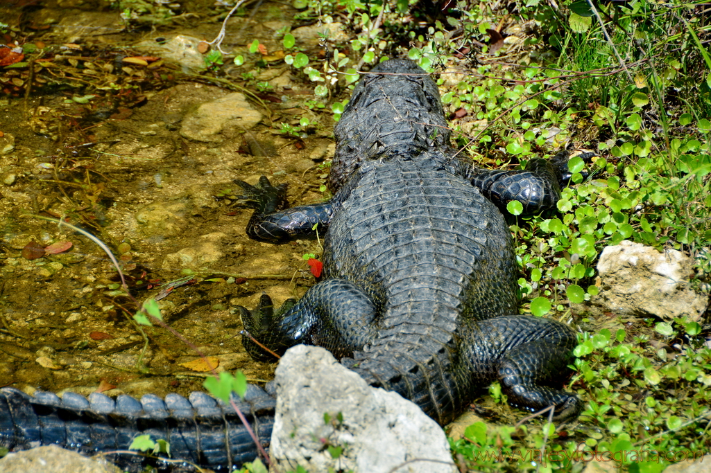 everglades-caiman-7