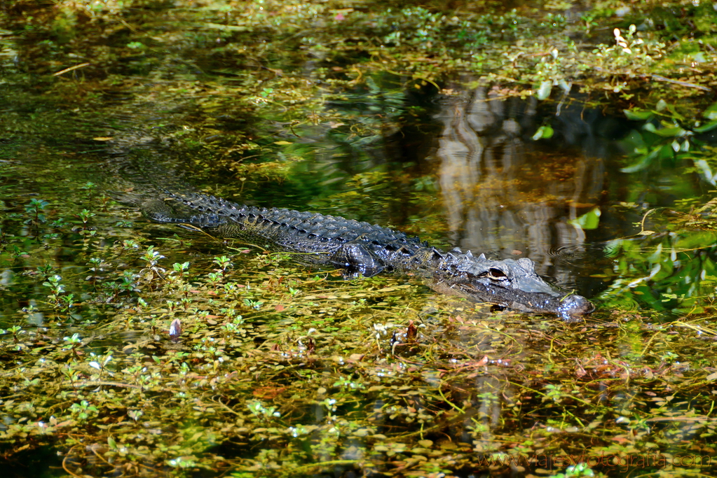 everglades-caiman-4