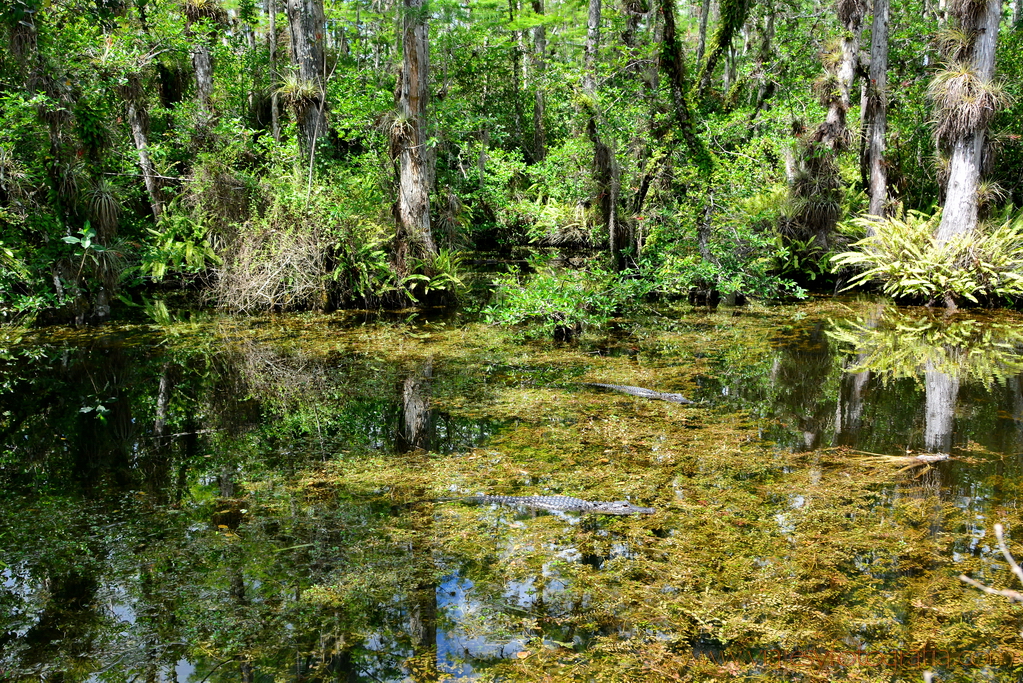 Everglades 0475