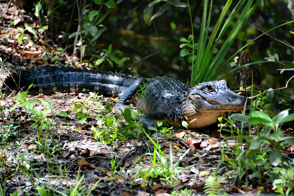 everglades-caiman-10