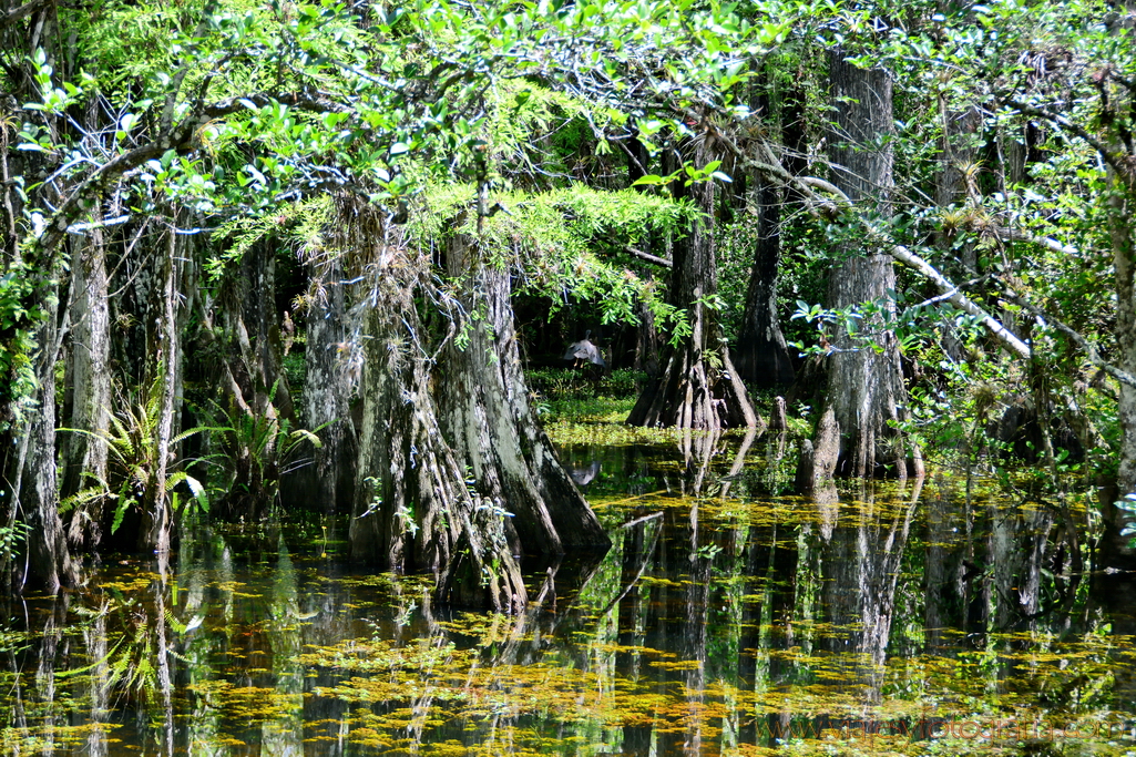 Everglades 0510