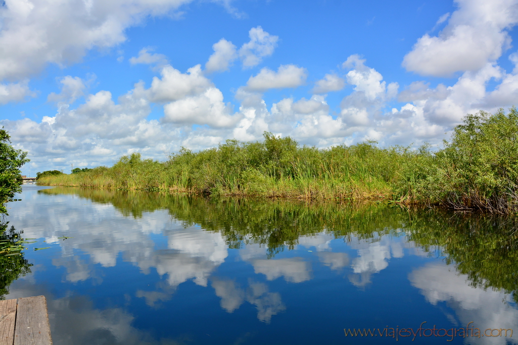 Everglades 0381