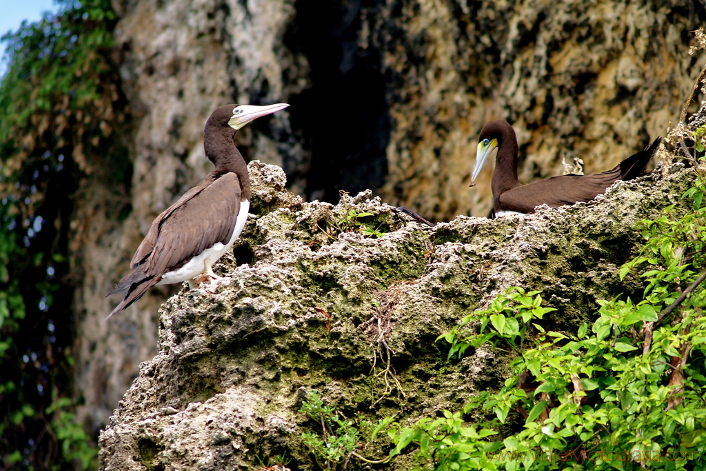 Bocas del Toro Isla de los Pájaros 2