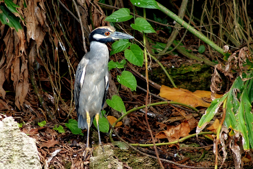 Bocas del Toro Isla de los Pájaros 1