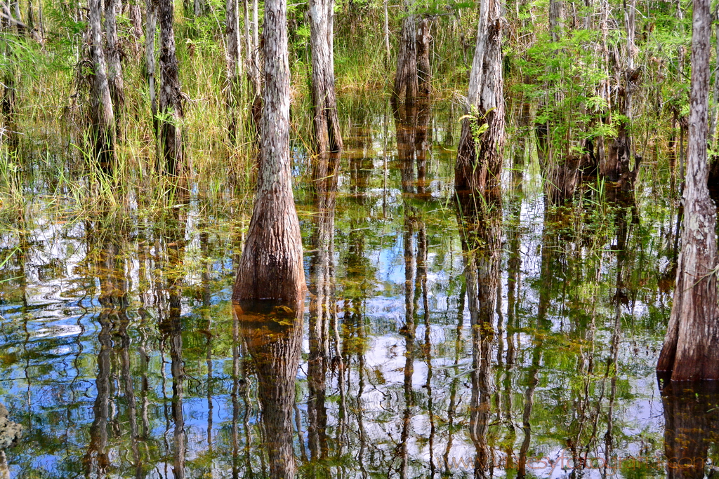 Everglades 0392