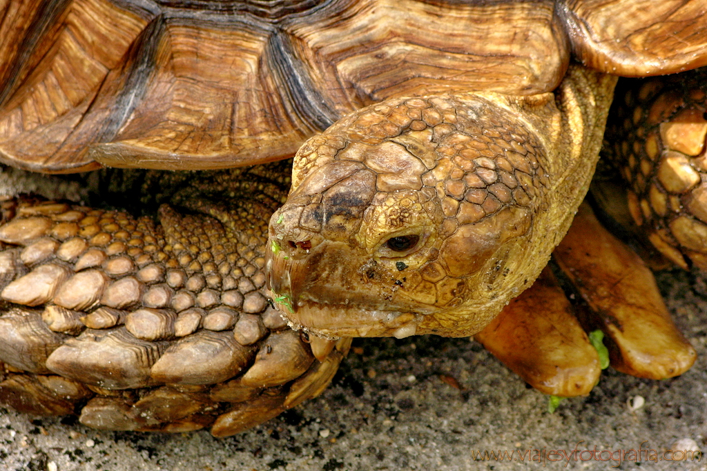 everglades-tortuga-1