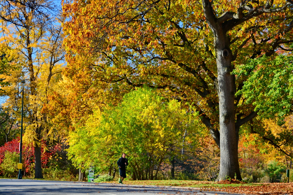 central-park_7619