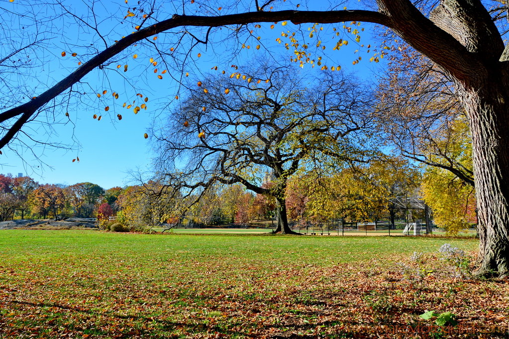 central-park_7628