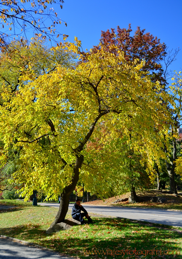 central-park_7687