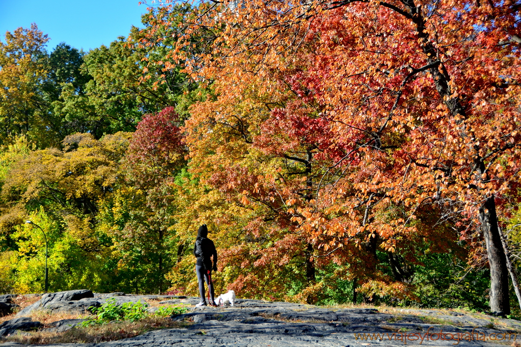 Nueva York Central Park 5