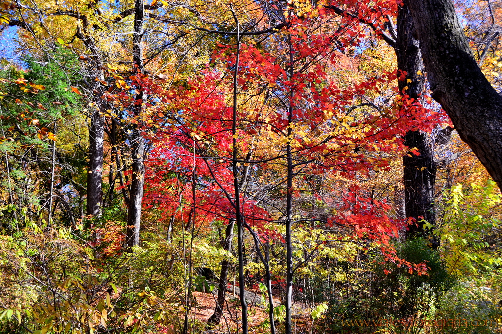 central-park_7790