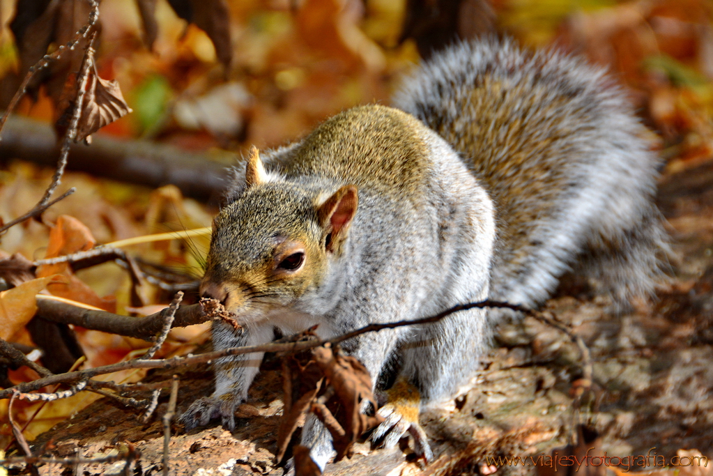 central-park_7794