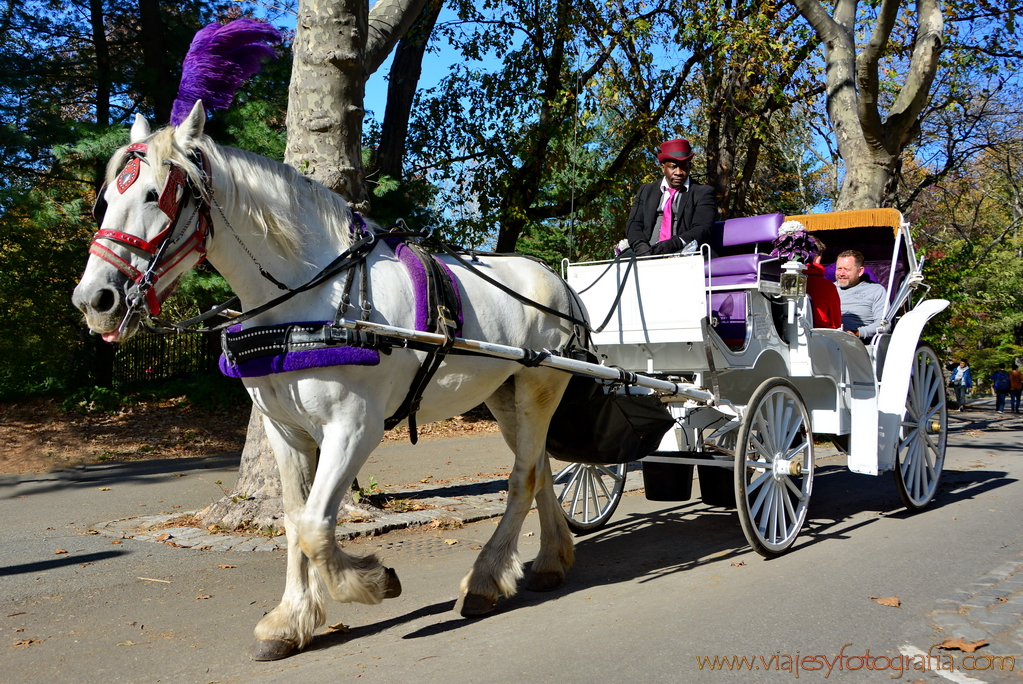 central-park_7911