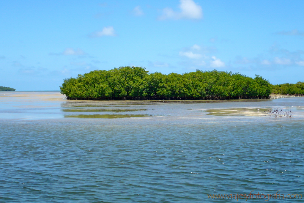 Cayos de Florida manglares