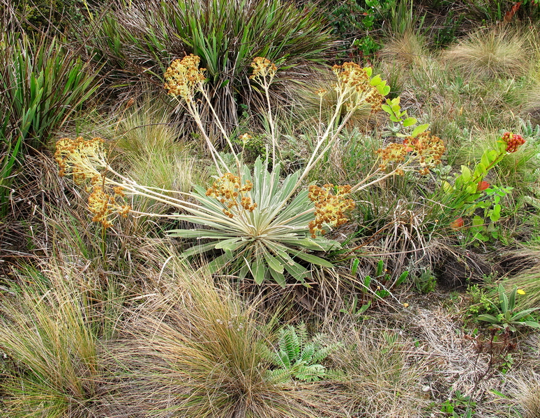 Frailejón Frailejón
