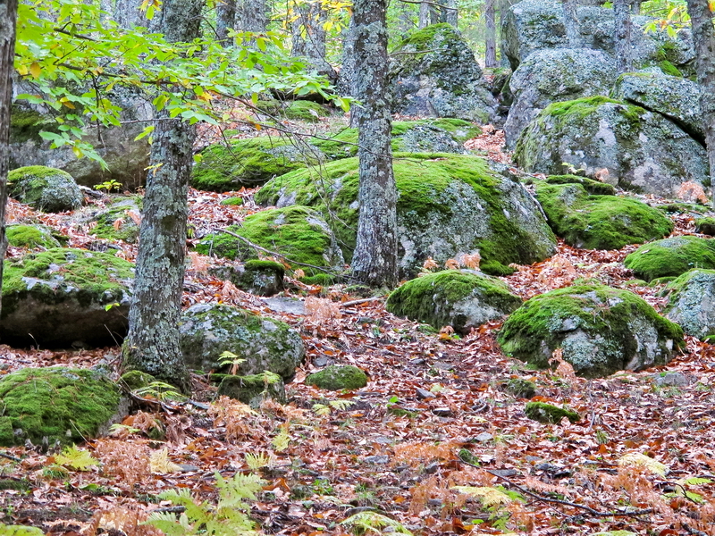 El Castañar de El Tiemblo 7 El Castañar de El Tiemblo 7