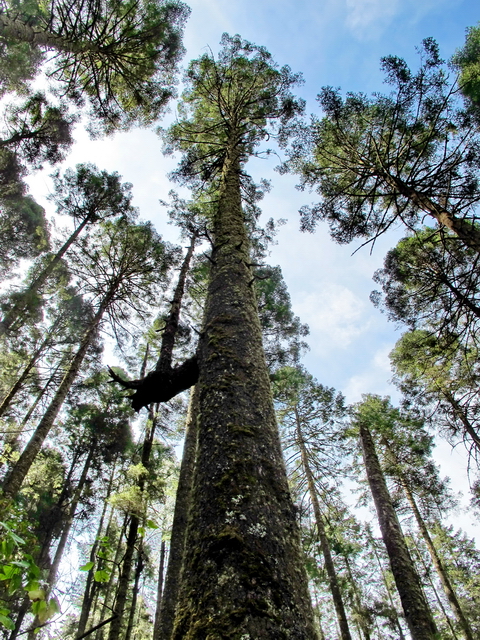 Pinos de más de 30 m. en Sierra Chincua Pinos de más de 30 m. en Sierra Chincua