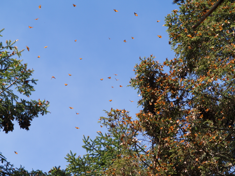 Mariposas monarca 3 Mariposas monarca 3