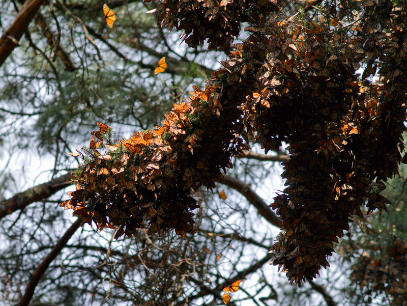 Mariposas monarca en una rama Mariposas monarca en una rama