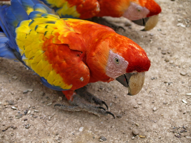 Guacamayo en Copán Guacamayo en Copán