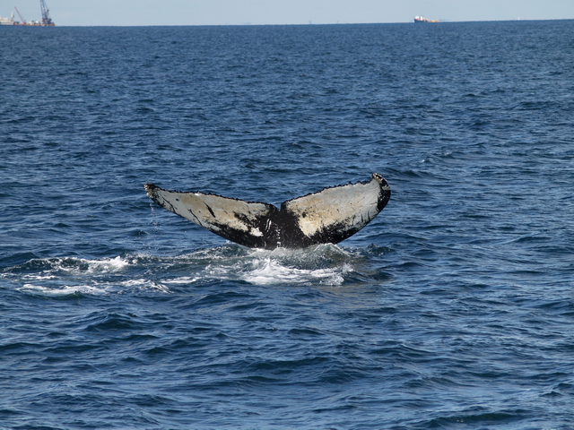 Ballena sumergiéndose en el Stellwagen Bank Ballena sumergiéndose en el Stellwagen Bank
