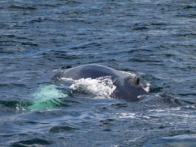 Ballena en el Stellwagen Bank Ballena en el Stellwagen Bank