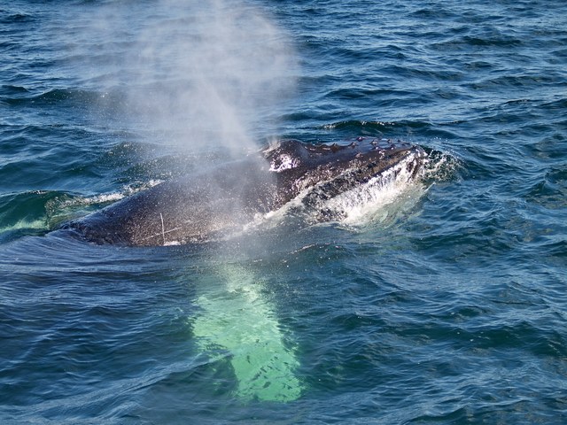 Cría de ballena jorobada Cría de ballena jorobada