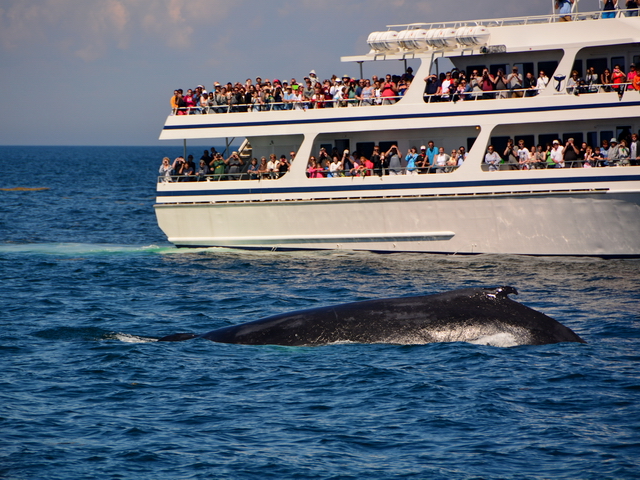 Ballena en el Stellwagen Bank bajo cientos de miradas Ballena en el Stellwagen Bank bajo cientos de miradas