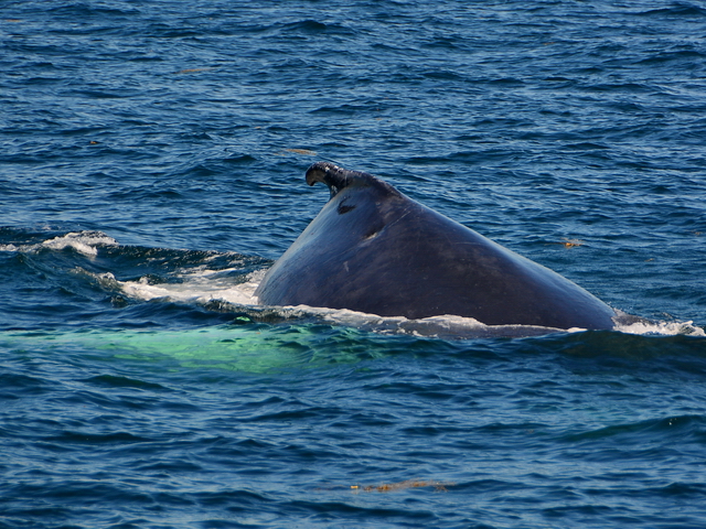 Ballena jorobada en el Stellwagen Bank Ballena jorobada en el Stellwagen Bank