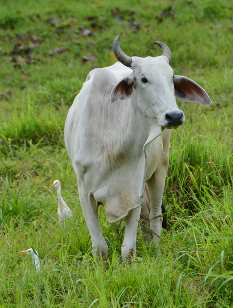 El ganado vacuno, un grave problema ecológico. El ganado vacuno, un grave problema ecológico.