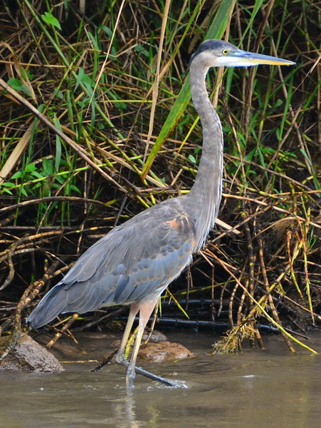 Garza en Tortuguero Garza en Tortuguero